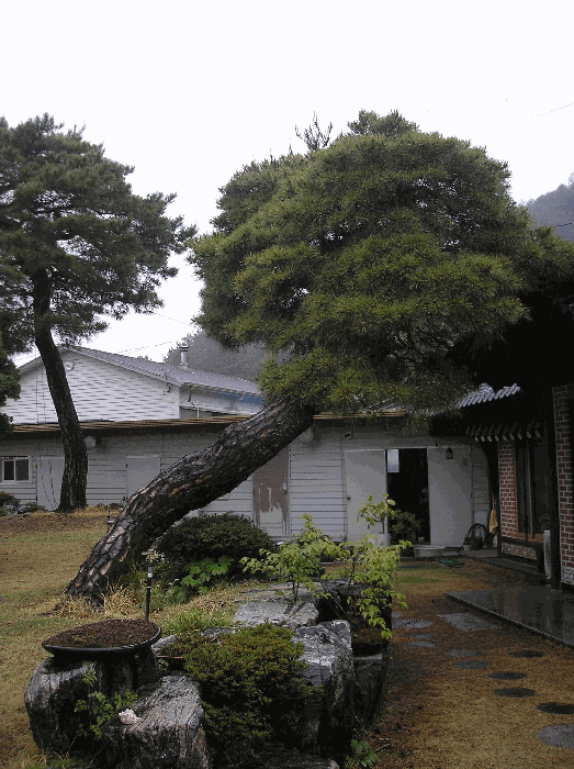 제시외수목10. 소나무