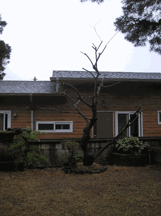 제시외수목16. 자귀나무