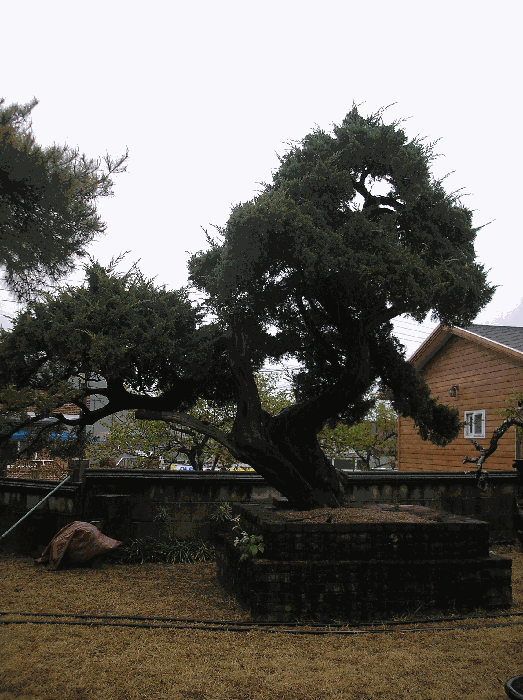 제시외수목7. 향나무