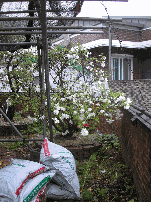 제시외수목12. 백철쭉