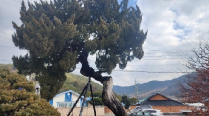 본건 지상 소재 신청외 조경수(향나무)