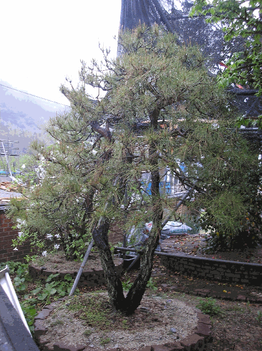 제시외수목13. 소나무