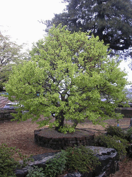 제시외수목6. 소사나무