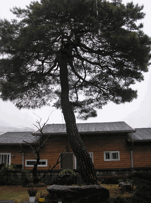 제시외수목9. 소나무