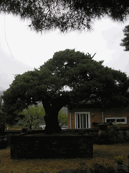 제시외수목8. 향나무