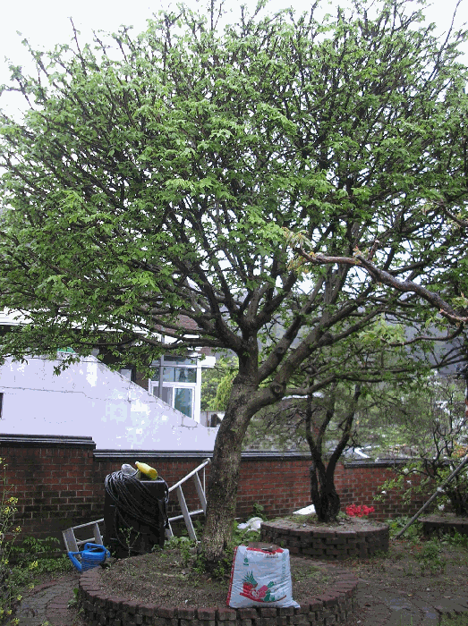 제시외수목14. 화살나무