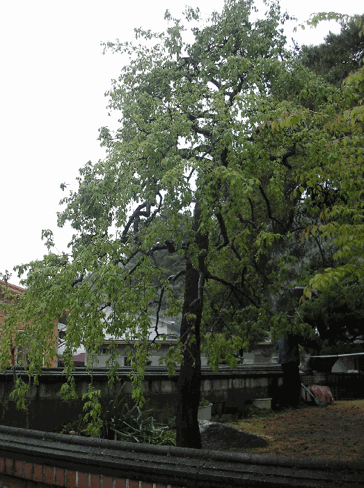 제시외수목3. 수양매화