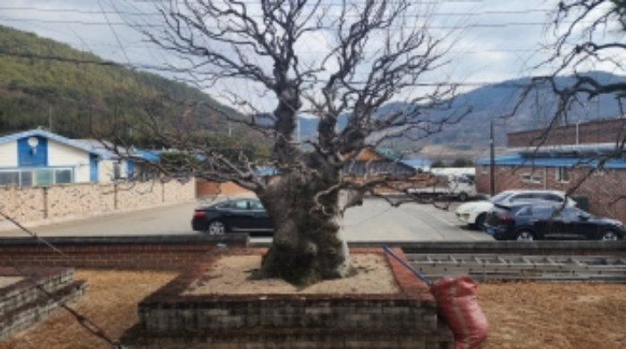 본건 지상 소재 신청외 조경수(느티나무)