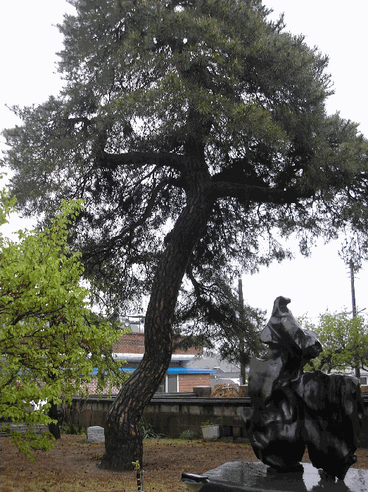 제시외수목4. 소나무