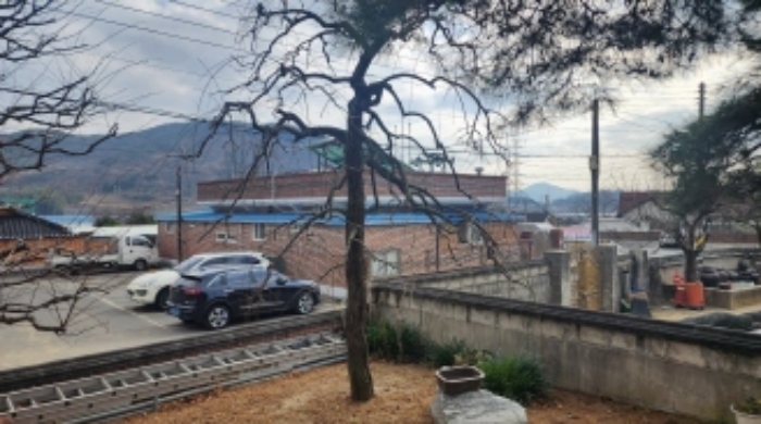 본건 지상 소재 신청외 조경수(매실나무)