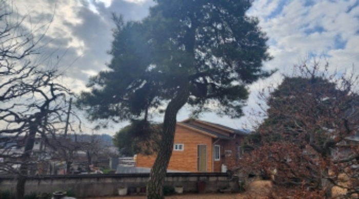 본건 지상 소재 신청외 조경수(소나무)