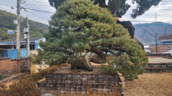 본건 지상 소재 신청외 조경수(향나무)