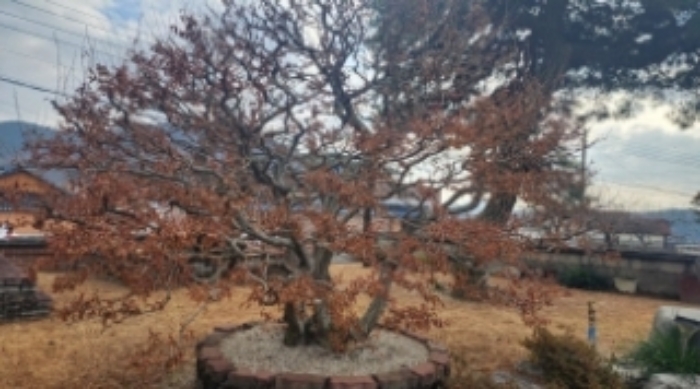 본건 지상 소재 신청외 조경수(소사나무)