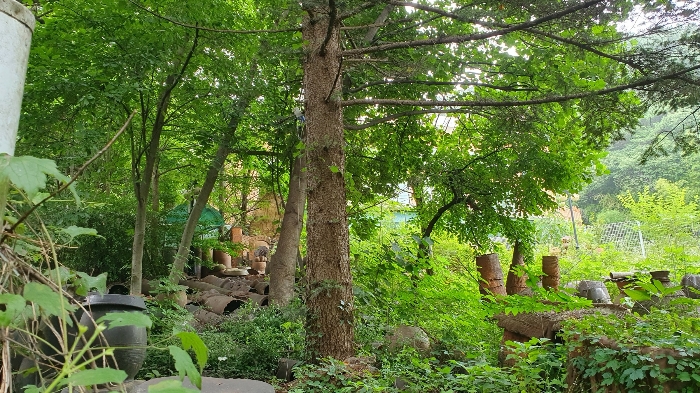 일련번호 2, 3 토지: 남측에서 촬영