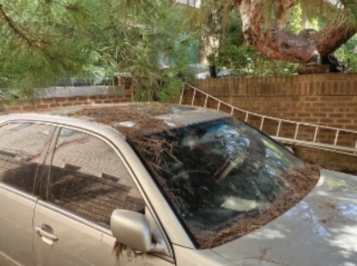 건물 내부에 주차된 차량 (낙엽이 많이 있음)