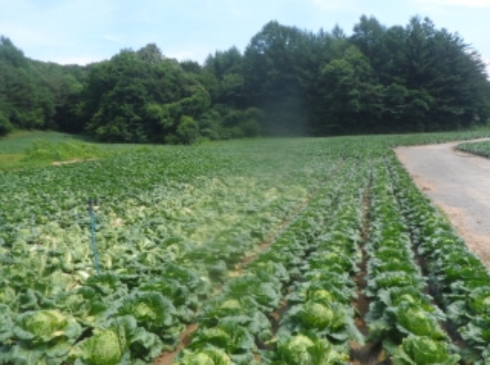 기호 5번 근거리에서 촬영한 것임