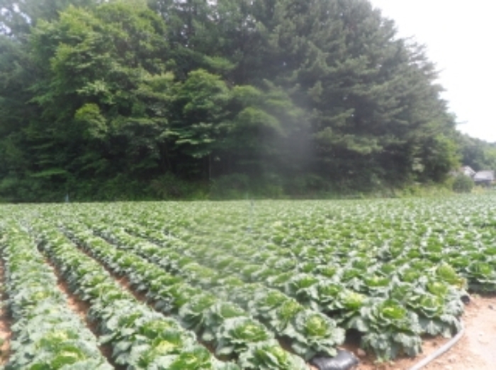 기호 4,5번 근거리에서 촬영한 것임