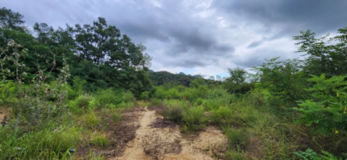 사진 4. 도문리 산  65-9 및 주변