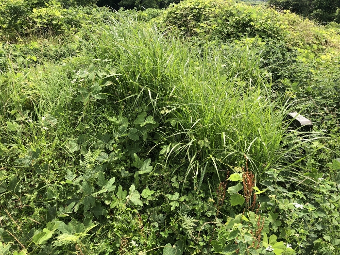 기호 7 지상 제시외 분묘