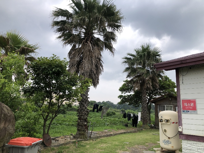 기호 1 남동측 경계 소재 수목-감정평가외