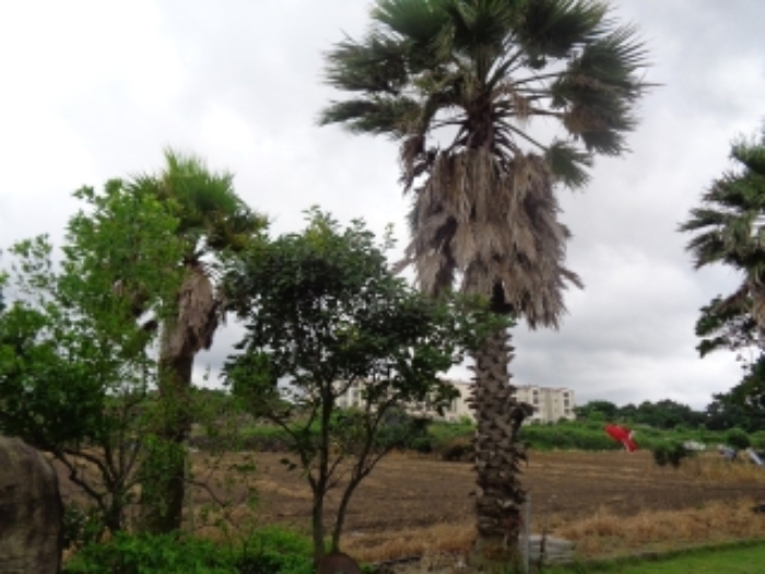 소재지1(협재리 1265-1) 지상 조경수 사진