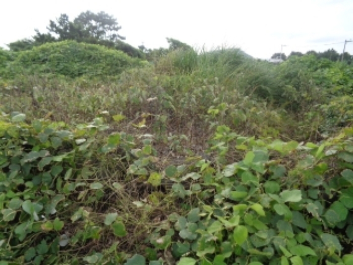 소재지7(협재리 1266)지상 제시외 분묘 사진