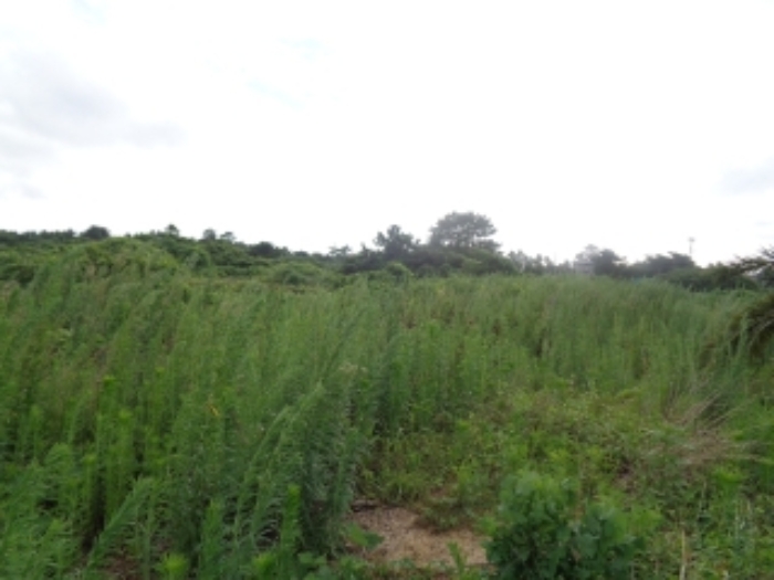 소재지7(협재리 1266) 전경 사진