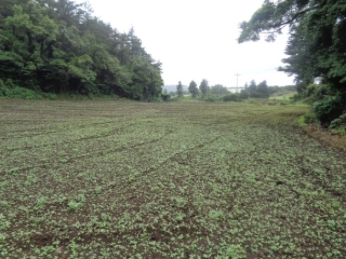 소재지1(동광리 1550) 전경 사진