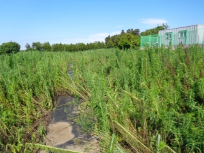 본건 소재지 전경사진