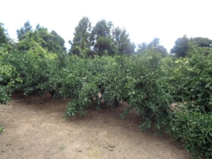 소재지1(낙천리 221) 전경 사진