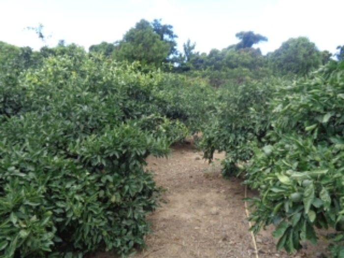 소재지2(낙천리 222) 전경 사진