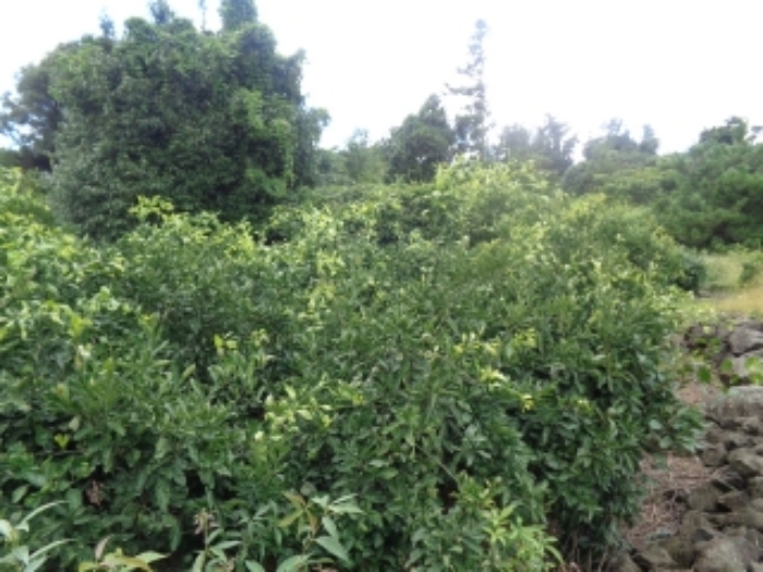 소재지3(낙천리 224) 전경 사진