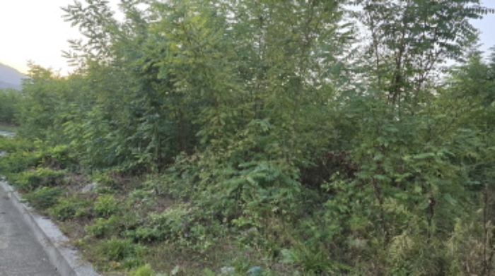 경북 칠곡군 석적읍 남율리 1419. 지상의 전경