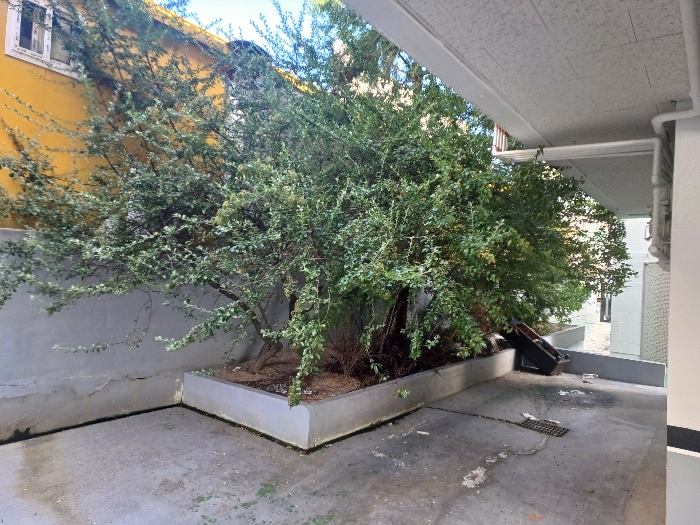 본건 지상에 소재하는 수목(조경수)