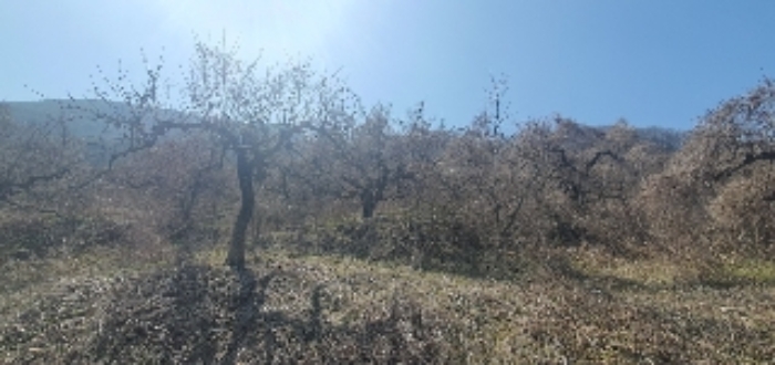 본건3 지상 제시외(ㄹ) 과수목 사진2