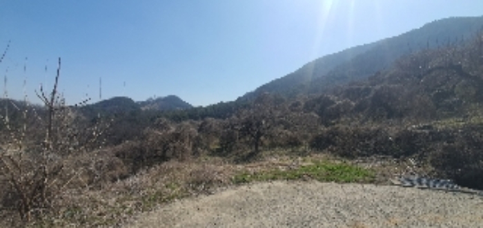 본건3 지상 제시외(ㄹ) 과수목 사진1