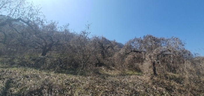 본건3 지상 제시외(ㄹ) 과수목 사진3