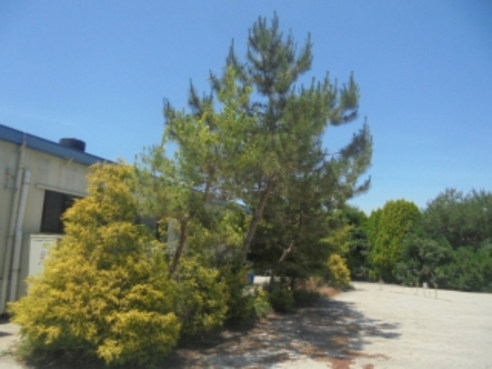 목적물 1번에 조경수(제시외)