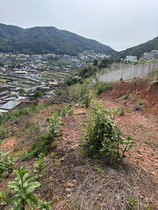 본건 토지 미허