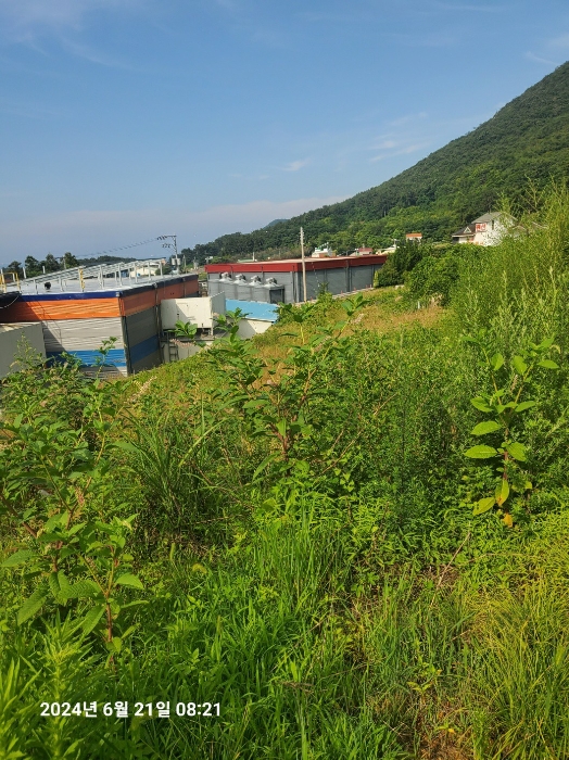 기호(1)토지 동측에서 본 (2,3)토지 전경