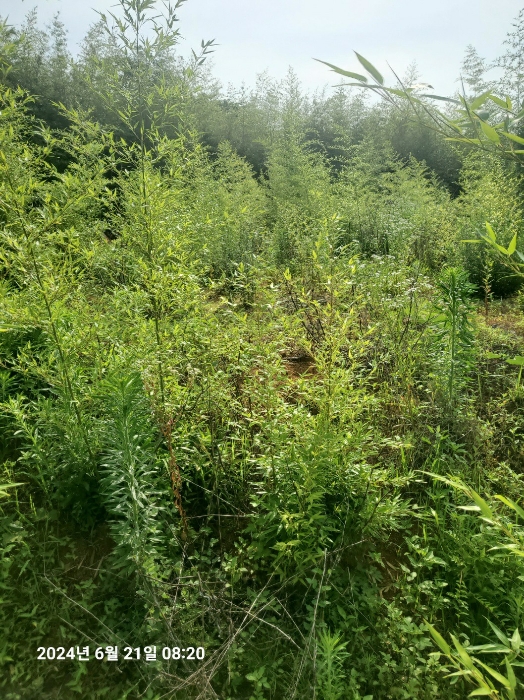 기호(1)토지 남측에서 본 전경