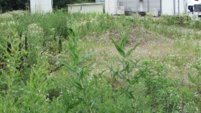 정녕리 953-5외 전경