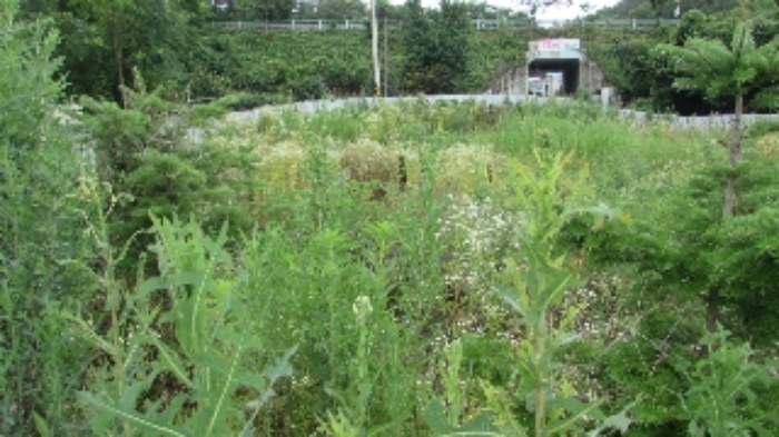 정녕리 909외 전경