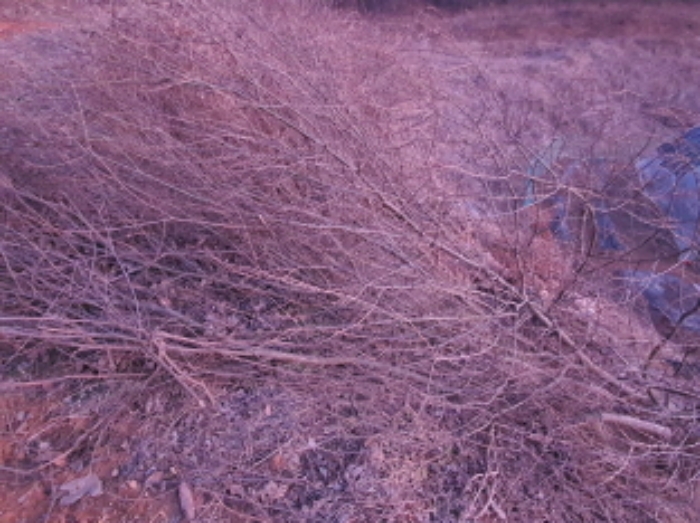 목록 1. 부동산 부근(언덕의 잡초)