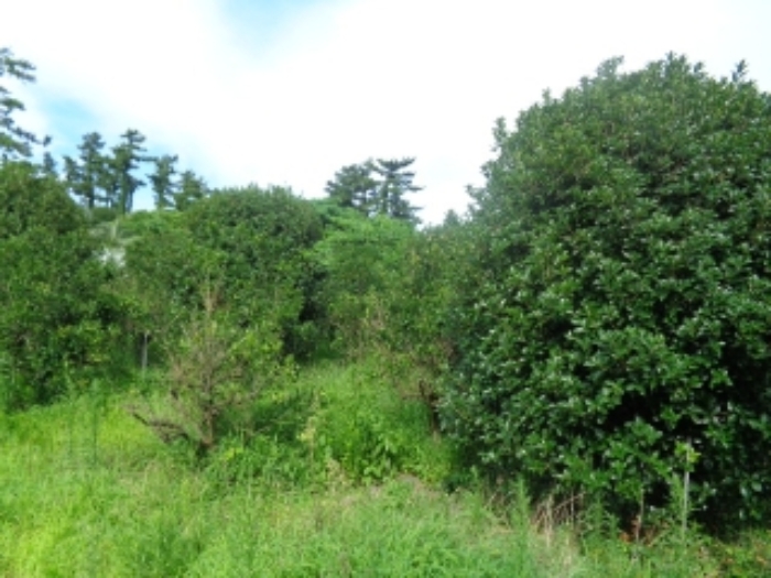 소재지7(금등리