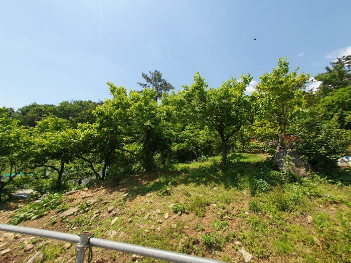 지상 수목 일부