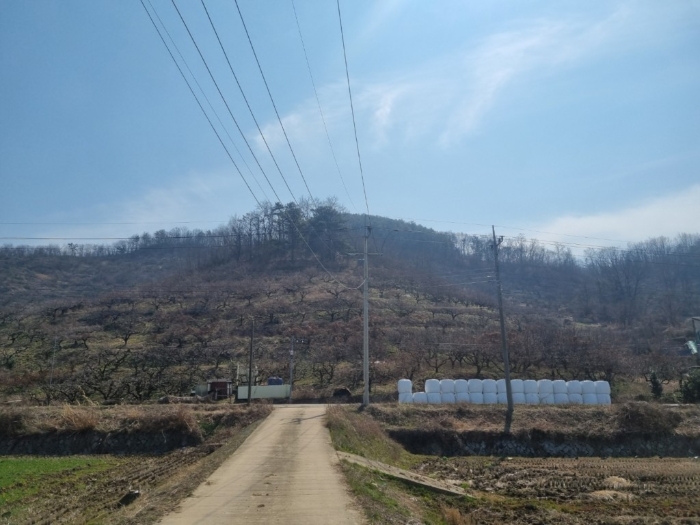 본건 근거리 전경  및 제시외수목[ㄱ] 