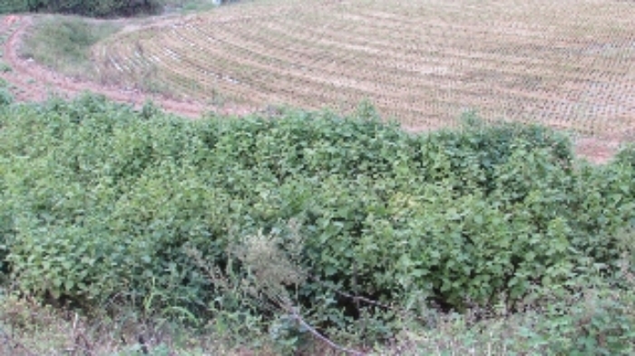 송진리 262외 전경