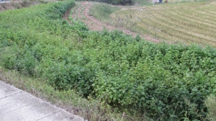 송진리 262외 전경