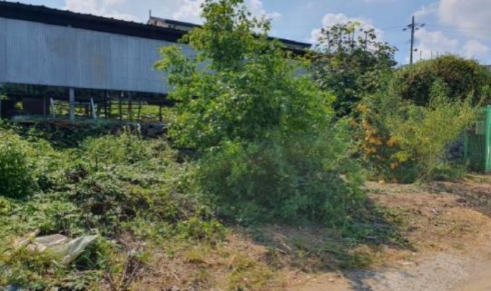 제시외수목 전경